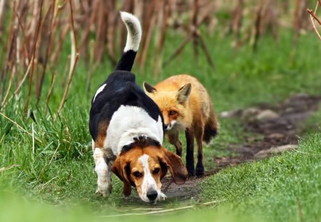 Beagle and fox :) - face, pretty, playful dog, cute, animals, beauty, beautiful, sweet, puppy, bubbles, playful, dogs, puppies, pay, lovely, dog face