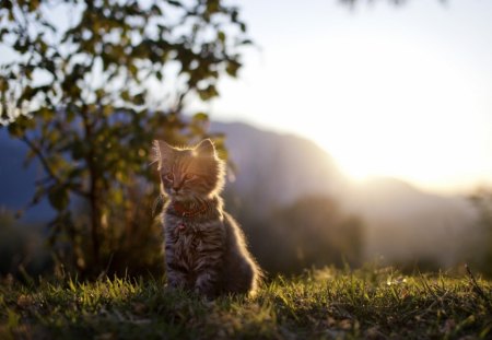 Cat - sleepy, cute, beautiful, cat, sleeping, kitty, cats, hat, cat face, paws, face, animals, pretty, beauty, sweet, kitten, lovely