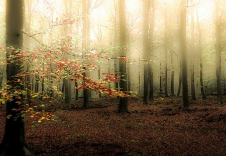 October - October, forest, nature, leaves