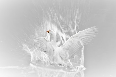 Angel - wings, white, lake, swan, angel