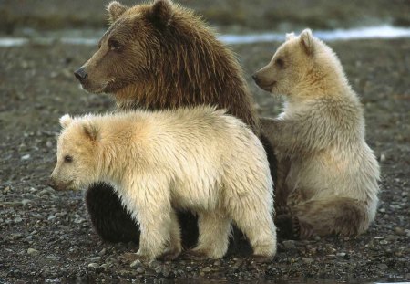 Grizzly Mom with Pups - nature, predator, national park, alaska, family