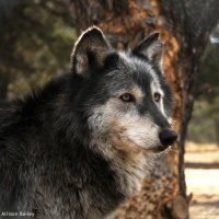 A Wolf called Nikki
