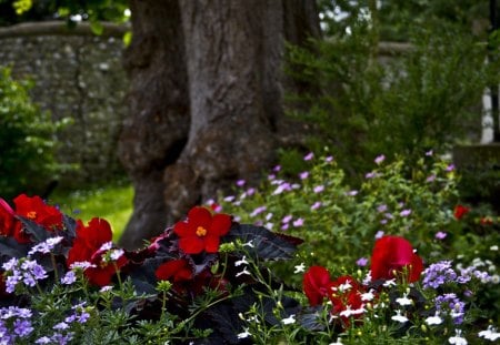 * - flowers, nature, garden, tree, english