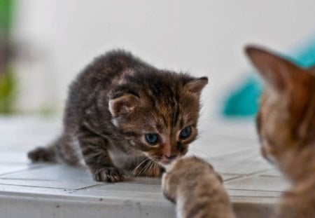 Cats - sleepy, cute, beautiful, cat, sleeping, kitty, cats, hat, cat face, paws, face, animals, pretty, beauty, sweet, kitten, lovely