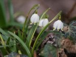 Snowflake Flower