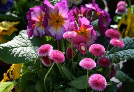 Spring Flowers - flowers, garden, pink, spring