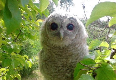 Owl - Animal, Bird, Owl, Nature