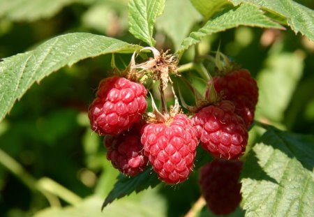 Raspberry - tree, raspberry, garden, fruit