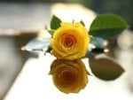 Yellow rose