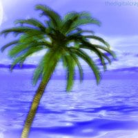 Palm Tree