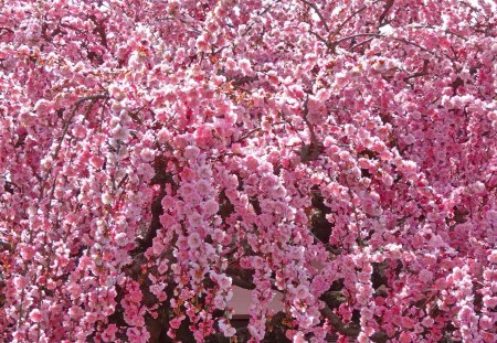 weeping Japanese apricot (Plum) - weeping, prunus, apricot, japanese, plum