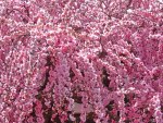 weeping Japanese apricot (Plum)