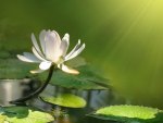 White lotus