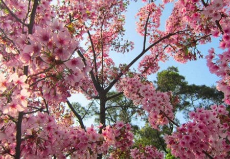 cherry blossoms in full bloom - colorful, vivid, cherry blossoms, beautiful