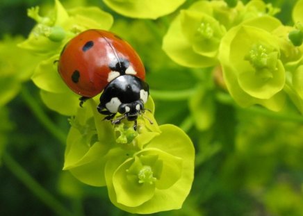 Sign of spring - sign, yellow, ladybug, flower, black, symbol, nature, red, green, insect, dot