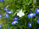 Lobelia