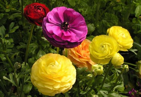 Ranunculus