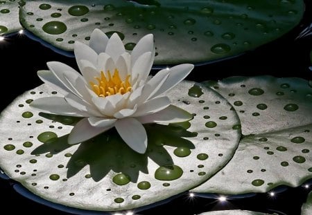 Lotus - flower, dew, rain, water, yellow, lotus, lake, white, drops, leaf, nature, green