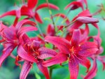 Pink lilies