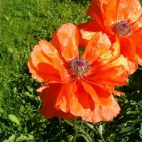 Poppies