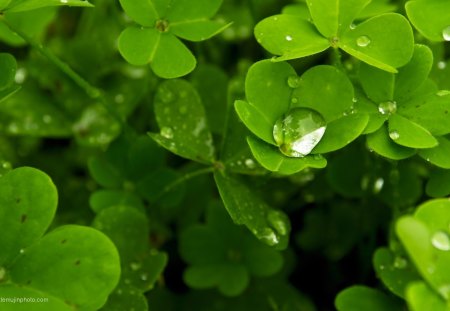 Trefoil - water, summer, dew, spring, nature, trefoil, drop, green, flower