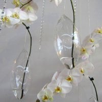 Pretty orchids