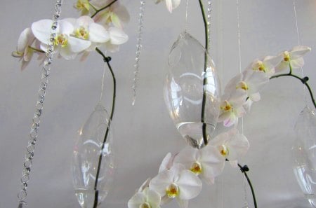 Pretty orchids - white, orchids, pretty, pure beauty, delicate