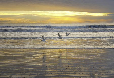 birds flying over a beach at sunset - birds, sunset, beach, waves, sea