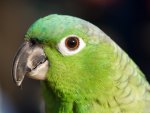 Green parrot