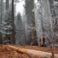 fantastic forest in fog