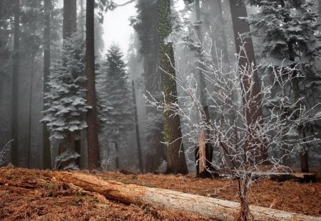 fantastic forest in fog - forest, trunks, fog, log