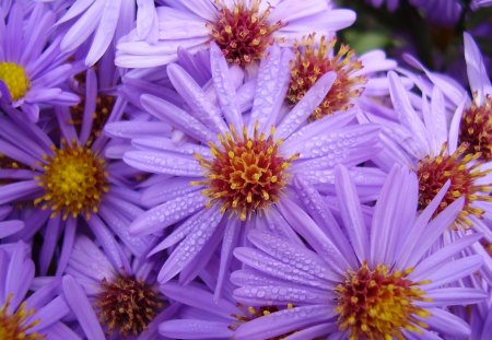 Nice Flowers - field, flowers, garden, flower