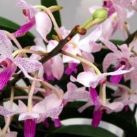 Pretty orchids