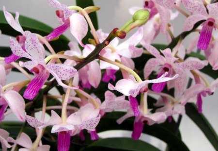 Pretty orchids - Pretty, orchids, lovely, pink