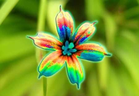 Bright Flower - bright, colorful, garden, flower