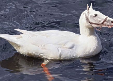 Duck_Horse - white, duck, horse, water, fantasy