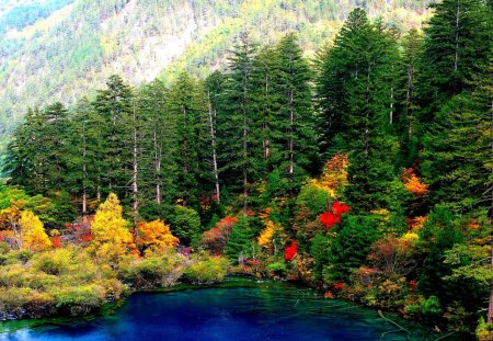 FOREST LAKE - nature, lake, forest, trees