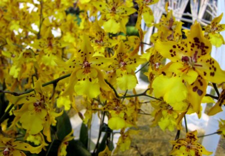 Lovely orchids - flowers, lovely, yellow, orchids