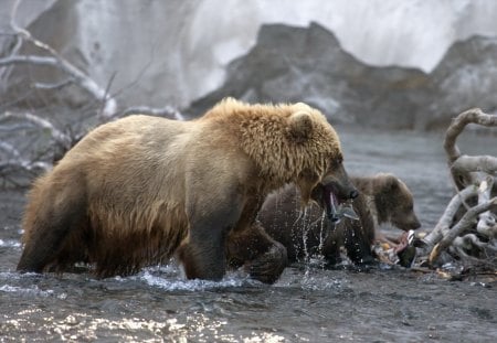 Bear family - mom, love, cub, bear