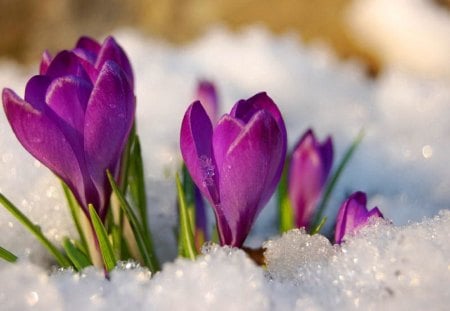 Spring flowers - nice, crocus, delicate, lovely, spring, violet, nature, pretty, snow, beautiful, flowers