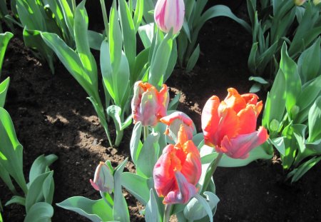 Spring Day in my garden 02 - garden, soil, brown, pink, flowers, photography, orange, green