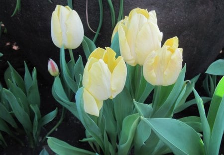 Spring Day in my garden 06 - yellow, photography, tulips, green, flowers, garden