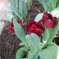 Spring Day in my garden 07 Tulips