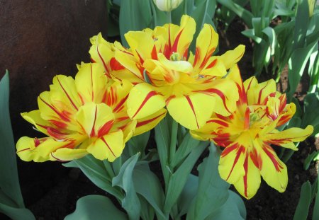 Spring Day in my garden 08 - yellow, photography, tulips, orange, green, flowers, garden