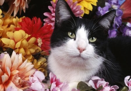 Cat among flowers - animal, kitten, garden, cvat, flower