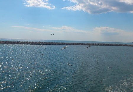 beautiful scenery - scenery, ocean, sea, birds