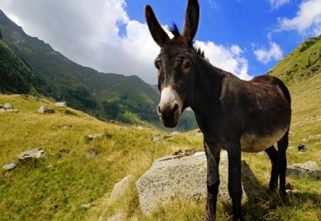 Donkey - animal, countryside, village, donkey