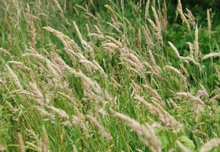 Field - nature, field, flowers, grass