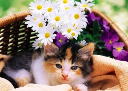 Cat and flowers in basket - cat, adorable, basket, pansies, kitten, blanket, white, purple, animal, flowers, cute, daisies