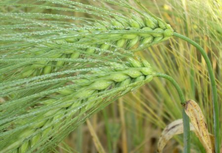 Green Wheat - Grass, Field, Flower, Green Wheat